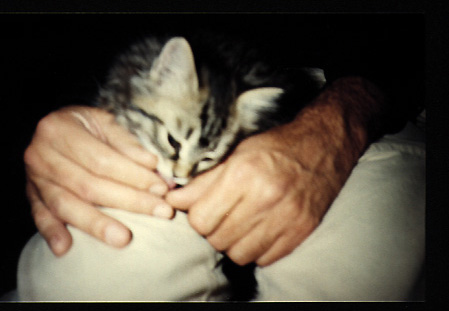 Photo of Kitten and Hands
